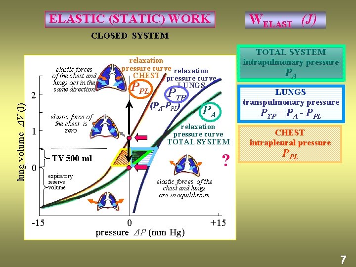 ELASTIC (STATIC) WORK WELAST (J) CLOSED SYSTEM lung volume V (l) 2 elastic forces