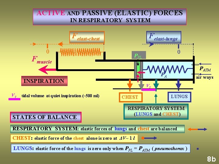 ACTIVE AND PASSIVE (ELASTIC) FORCES IN RESPIRATORY SYSTEM Felast-chest 0 Fmuscle Felast-lungs tidal volume