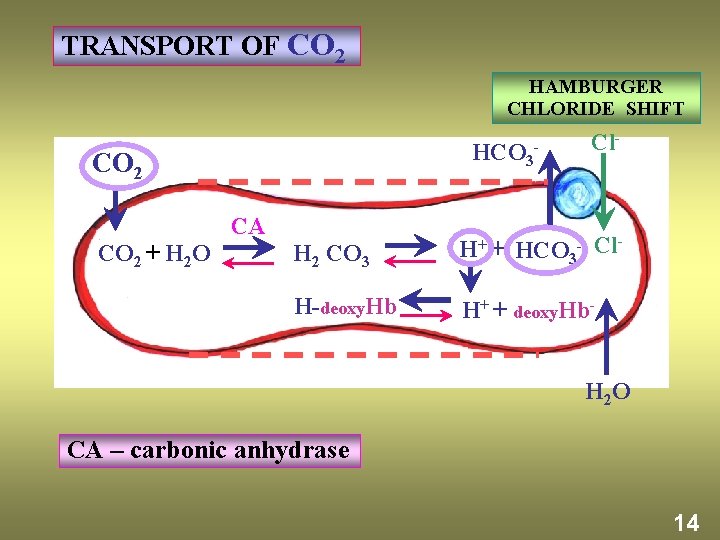 TRANSPORT OF CO 2 HAMBURGER CHLORIDE SHIFT HCO 3 - CO 2 + H