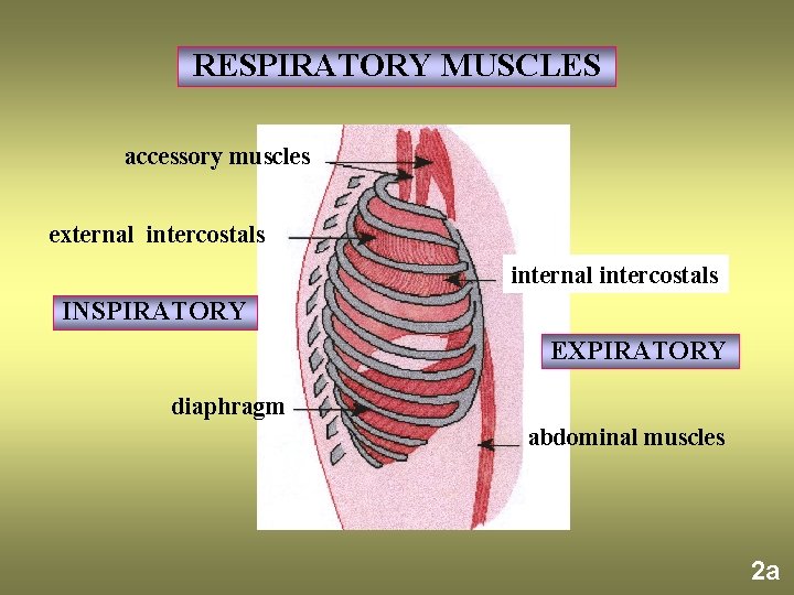 RESPIRATORY MUSCLES accessory muscles external intercostals internal intercostals INSPIRATORY EXPIRATORY diaphragm abdominal muscles 2