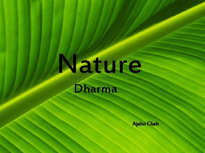 Nature Dharma Ajahn Chah 