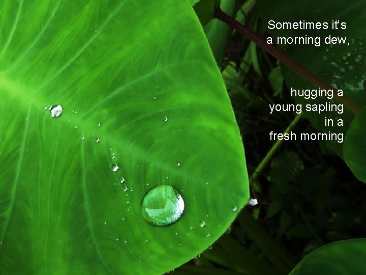 Sometimes it’s a morning dew, hugging a young sapling in a fresh morning 