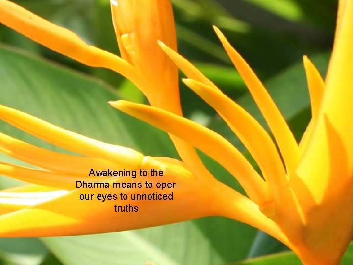 Awakening to the Dharma means to open our eyes to unnoticed truths 