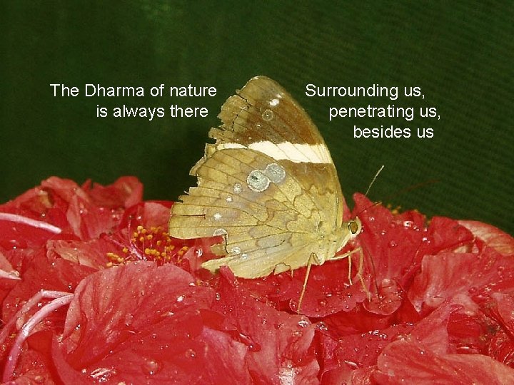The Dharma of nature is always there Surrounding us, penetrating us, besides us 