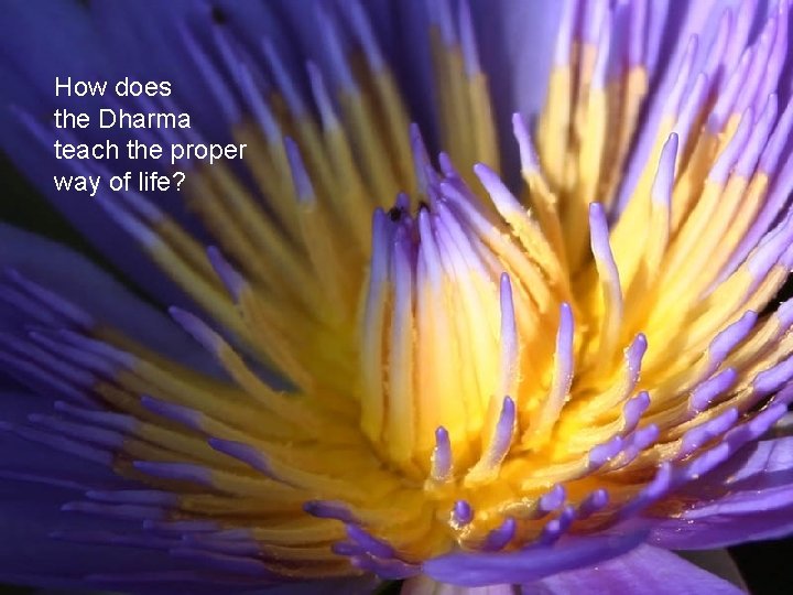 How does the Dharma teach the proper way of life? 