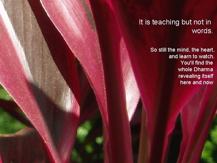 It is teaching but not in words. So still the mind, the heart, and