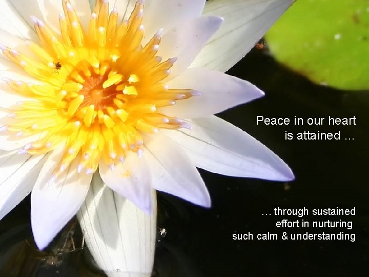 Peace in our heart is attained … … through sustained effort in nurturing such