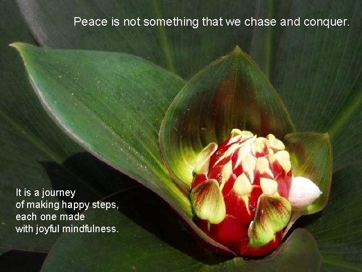 Peace is not something that we chase and conquer. It is a journey of