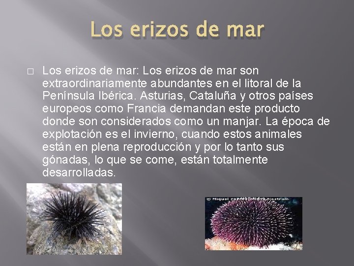 Los erizos de mar � Los erizos de mar: Los erizos de mar son