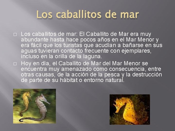 Los caballitos de mar � � Los caballitos de mar: El Caballito de Mar