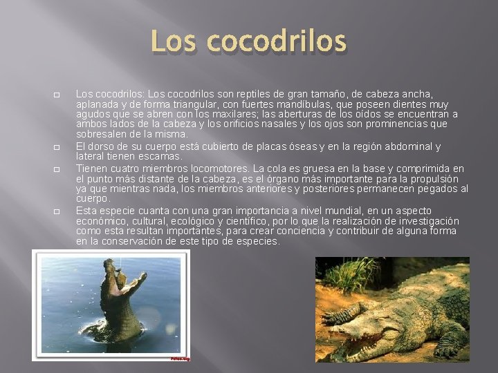 Los cocodrilos � � Los cocodrilos: Los cocodrilos son reptiles de gran tamaño, de