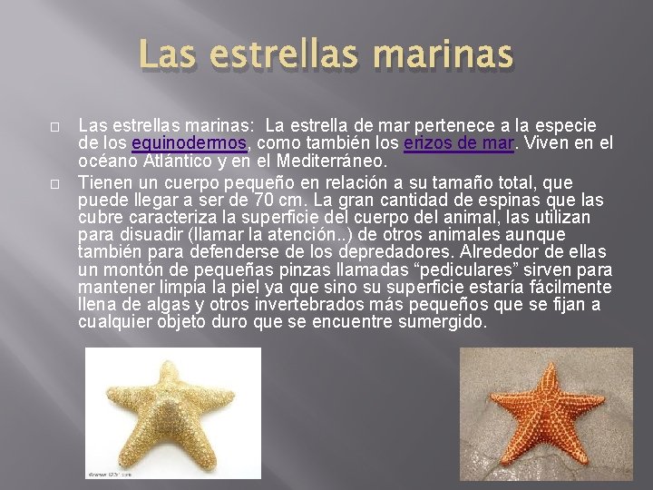 Las estrellas marinas � � Las estrellas marinas: La estrella de mar pertenece a