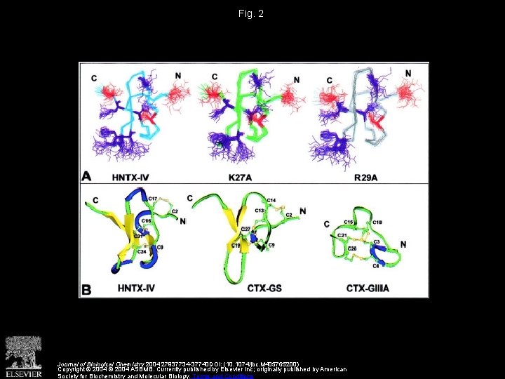 Fig. 2 Journal of Biological Chemistry 2004 27937734 -37740 DOI: (10. 1074/jbc. M 405765200)