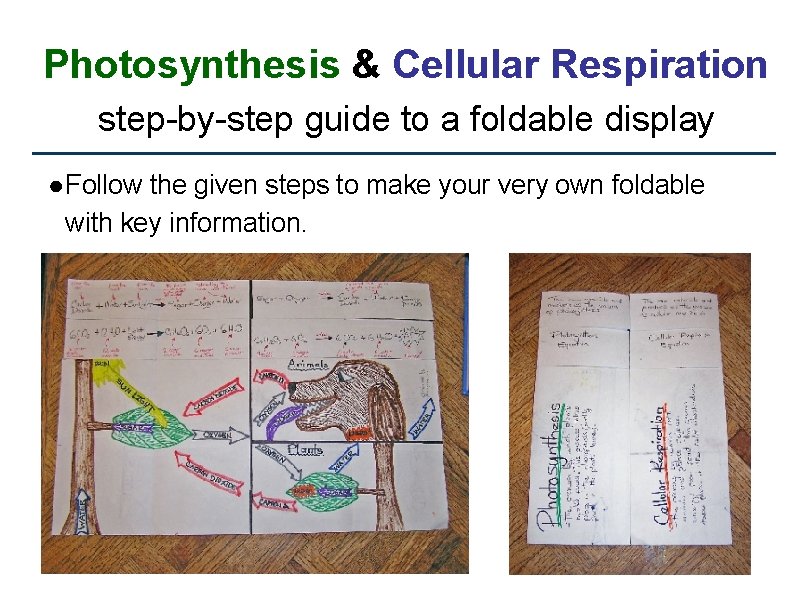 Photosynthesis & Cellular Respiration step-by-step guide to a foldable display ● Follow the given