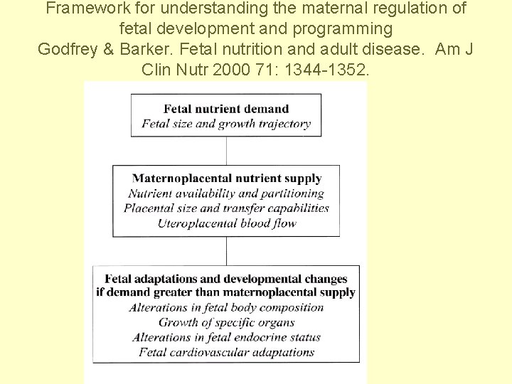 Framework for understanding the maternal regulation of fetal development and programming Godfrey & Barker.