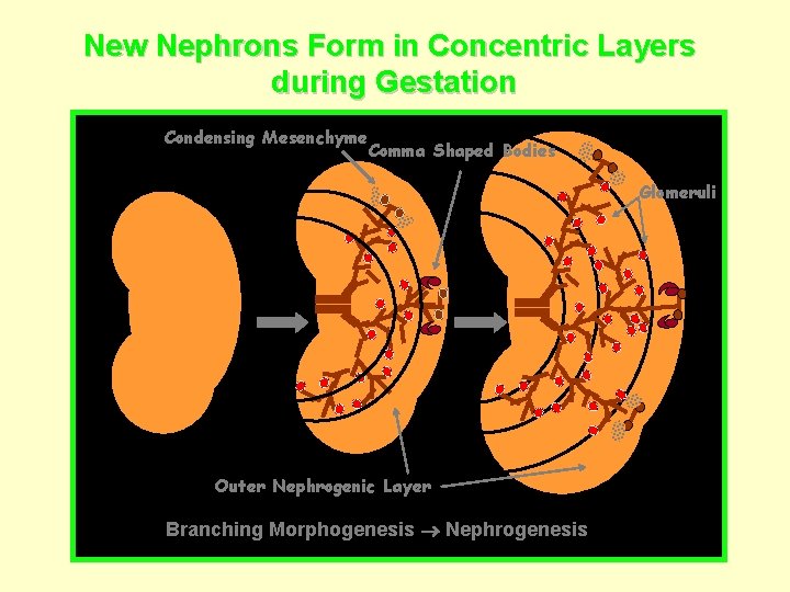 New Nephrons Form in Concentric Layers during Gestation Condensing Mesenchyme Comma Shaped Bodies Glomeruli