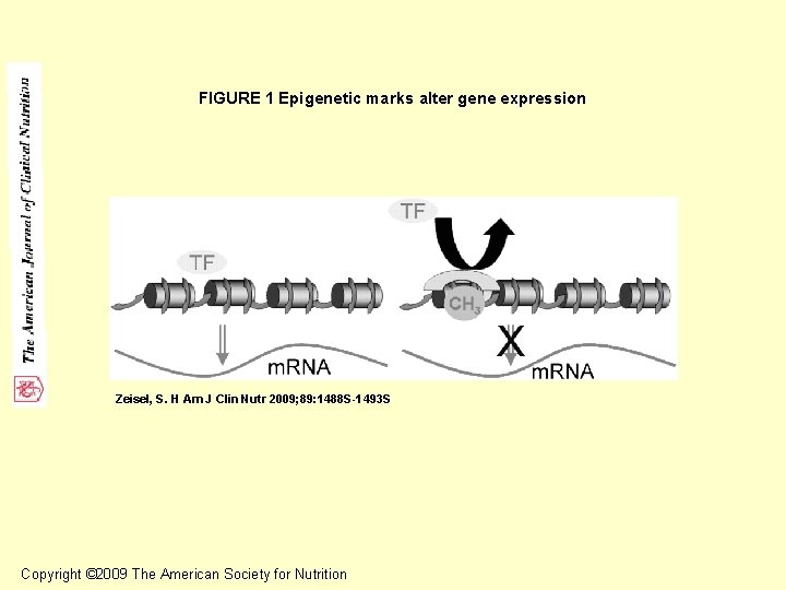 FIGURE 1 Epigenetic marks alter gene expression Zeisel, S. H Am J Clin Nutr