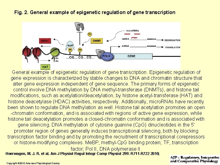 Fig. 2. General example of epigenetic regulation of gene transcription. Epigenetic regulation of gene