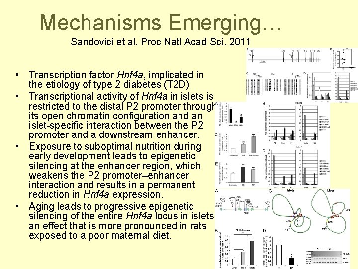 Mechanisms Emerging… Sandovici et al. Proc Natl Acad Sci. 2011 • Transcription factor Hnf