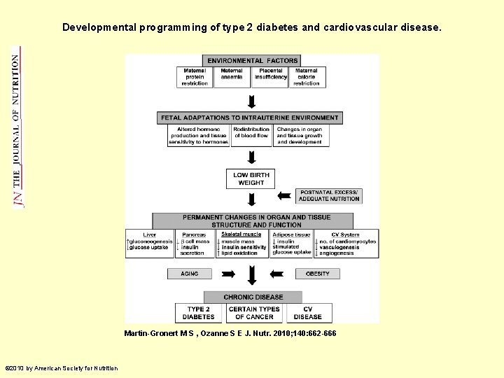 Developmental programming of type 2 diabetes and cardiovascular disease. Martin-Gronert M S , Ozanne