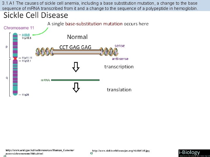3. 1. A 1 The causes of sickle cell anemia, including a base substitution