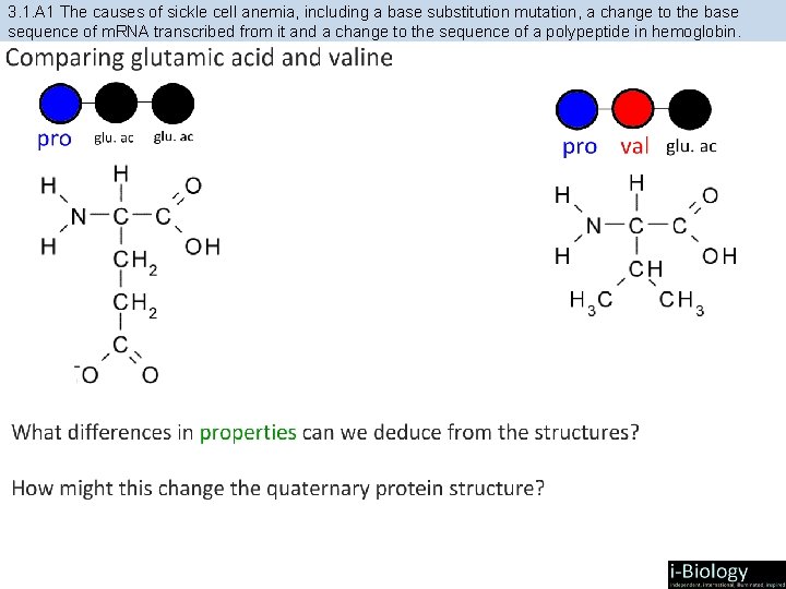 3. 1. A 1 The causes of sickle cell anemia, including a base substitution