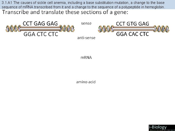 3. 1. A 1 The causes of sickle cell anemia, including a base substitution