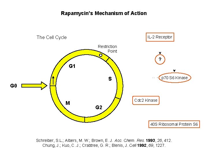 Rapamycin’s Mechanism of Action IL-2 Receptor The Cell Cycle Restriction Point ? G 1 Rapamycin’s Mechanism of Action IL-2 Receptor The Cell Cycle Restriction Point ? G 1
