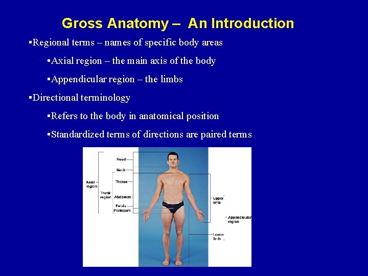 Gross Anatomy – An Introduction §Regional terms – names of specific body areas §Axial