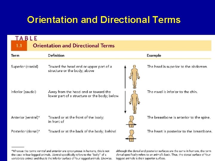 Orientation and Directional Terms 