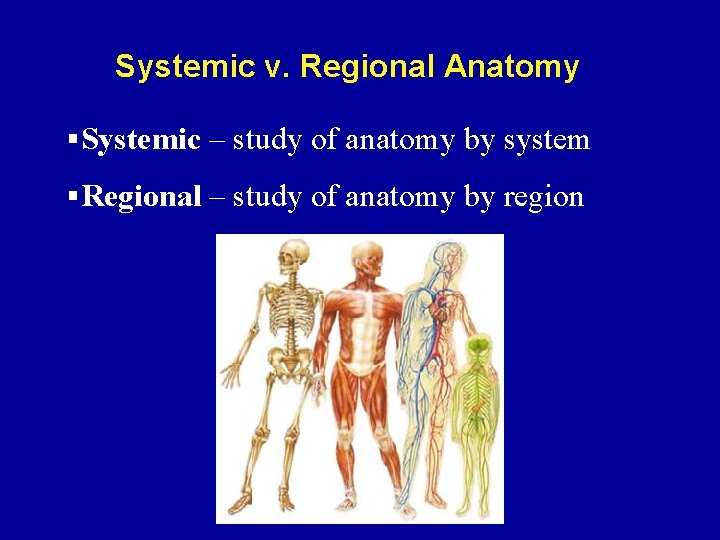 Systemic v. Regional Anatomy §Systemic – study of anatomy by system §Regional – study