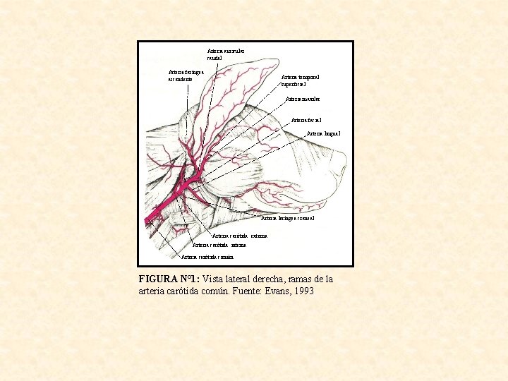 Arteria auricular caudal Arteria faríngea ascendente Arteria temporal superficial Arteria maxilar Arteria facial Arteria