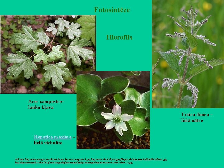 Fotosintēze Hlorofils Acer campestre– lauku kļava Urtica dioica – lielā nātre Hepatica maxima –