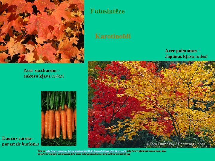 Fotosintēze Karotinoīdi Acer palmatum – Japānas kļava rudenī Acer saccharum– cukura kļava rudenī Daucus