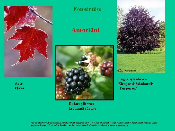 Fotosintēze Antociāni Fagus sylvatica – Eiropas dižskābardis ‘Purpurea’ Acer – kļava Rubus plicatus –