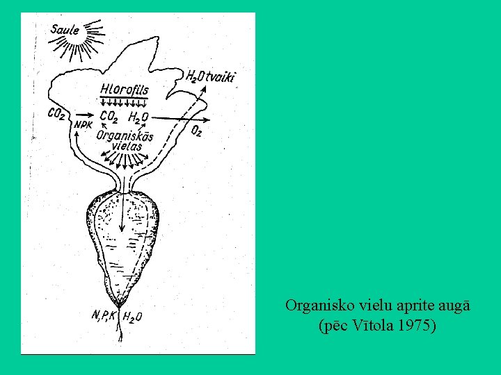 Organisko vielu aprite augā (pēc Vītola 1975) 