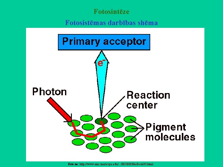 Fotosintēze Fotosistēmas darbības shēma Foto no: http: //www. emc. maricopa. edu/. . . /BIOBK/Bio.