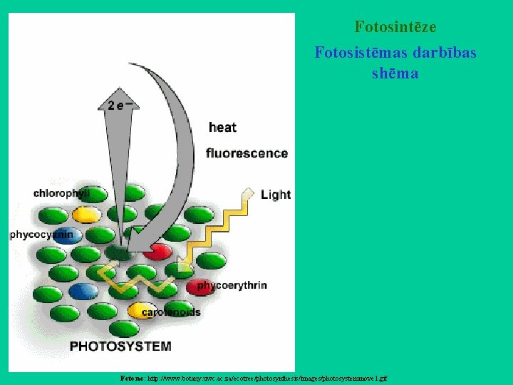 Fotosintēze Fotosistēmas darbības shēma Foto no: http: //www. botany. uwc. ac. za/ecotree/photosynthesis/images/photosystemmove 1. gif