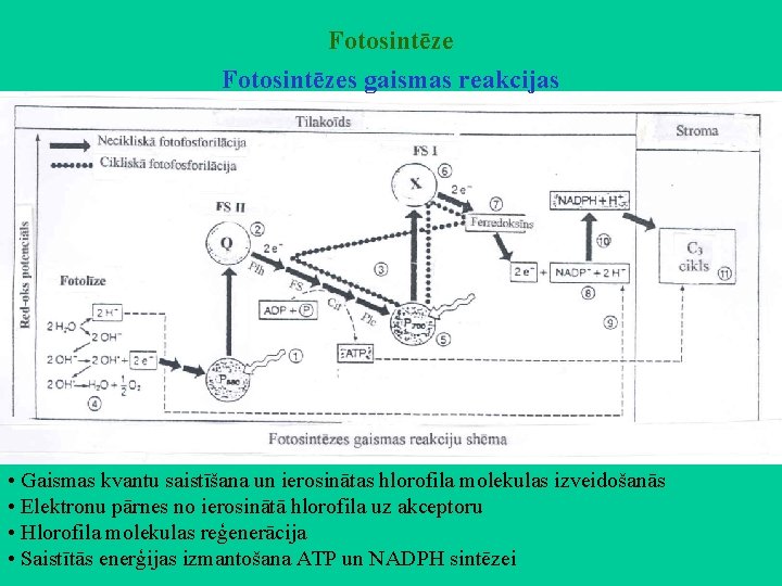 Fotosintēzes gaismas reakcijas • Gaismas kvantu saistīšana un ierosinātas hlorofila molekulas izveidošanās • Elektronu