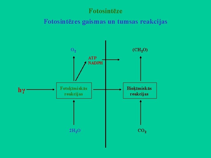 Fotosintēzes gaismas un tumsas reakcijas O 2 (CH 2 O) ATP NADPH hγ Fotoķīmiskās