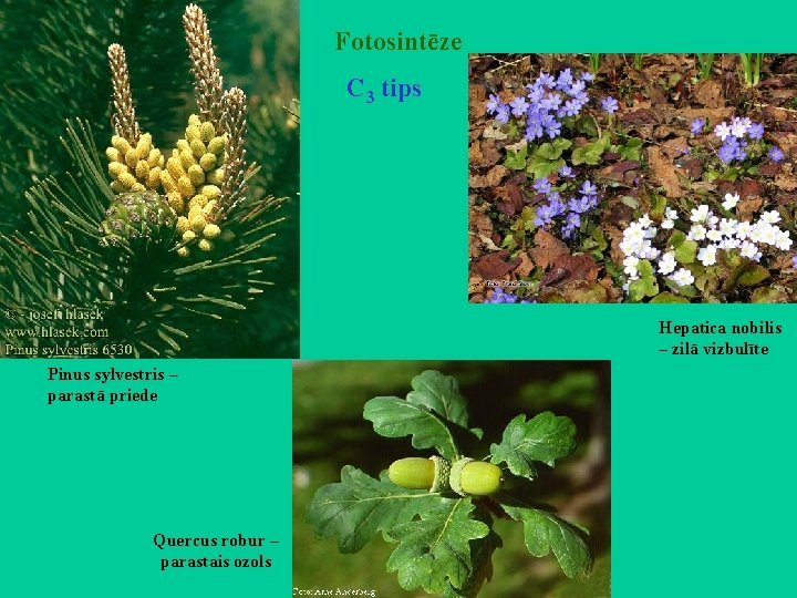 Fotosintēze C 3 tips Hepatica nobilis – zilā vizbulīte Pinus sylvestris – parastā priede