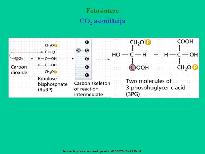 Fotosintēze CO 2 asimilācija + Foto no: http: //www. emc. maricopa. edu/. . .