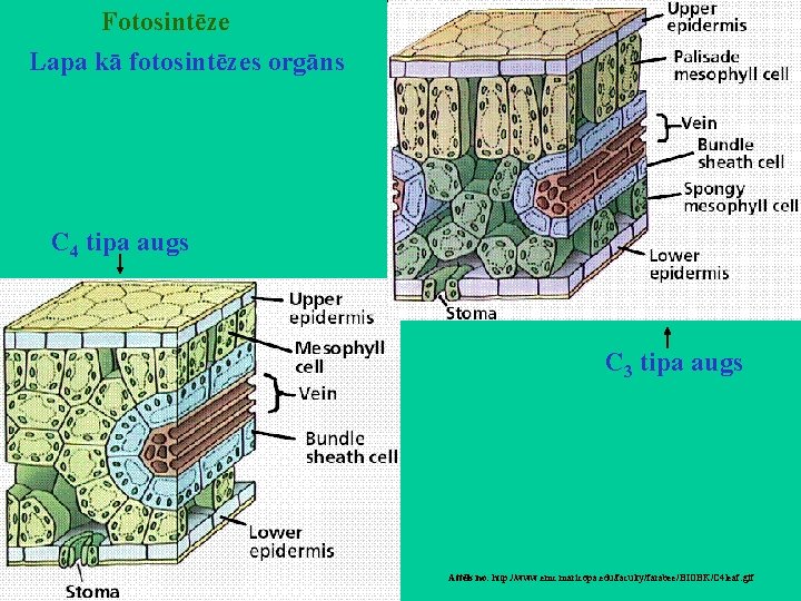 Fotosintēze Lapa kā fotosintēzes orgāns C 4 tipa augs C 3 tipa augs Attēls