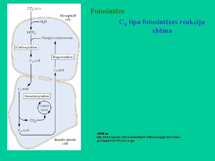 Fotosintēze C 4 tipa fotosintēzes reakciju shēma Attēls no: http: //www. mnstate. edu/chastain/Plant%20 Physiology/poster%20