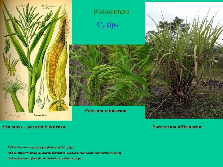 Fotosintēze C 4 tips Panicum miliaceum Zea mays – parastā kukurūza Attēls no: http: