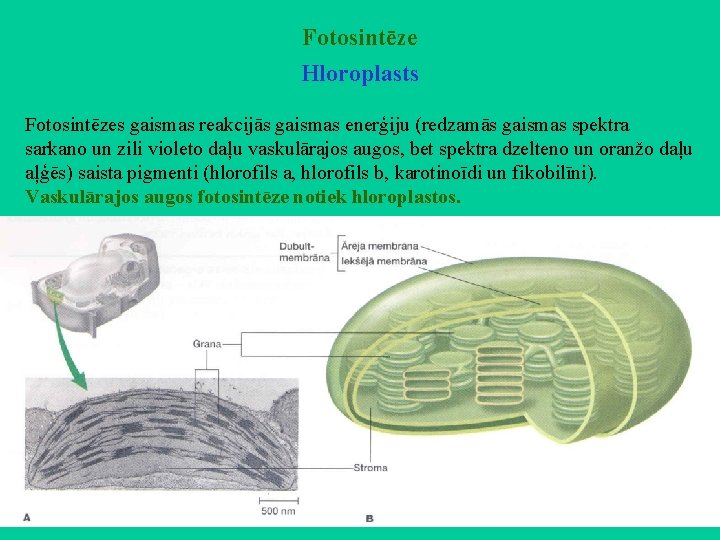 Fotosintēze Hloroplasts Fotosintēzes gaismas reakcijās gaismas enerģiju (redzamās gaismas spektra sarkano un zili violeto