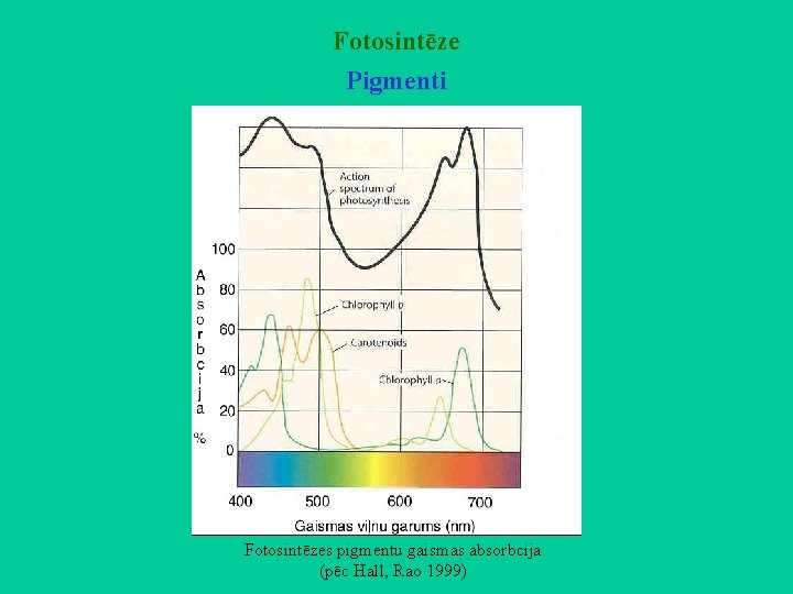 Fotosintēze Pigmenti Fotosintēzes pigmentu gaismas absorbcija (pēc Hall, Rao 1999) 