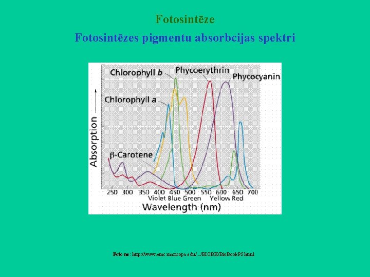 Fotosintēzes pigmentu absorbcijas spektri Foto no: http: //www. emc. maricopa. edu/. . . /BIOBK/Bio.