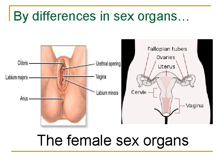 By differences in sex organs… The female sex organs 