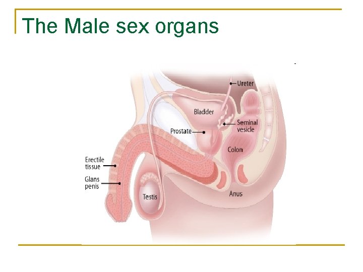 The Male sex organs 